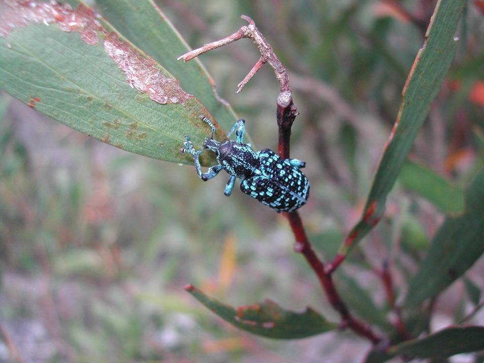 Botany Bay Weevil, Chrysolopus spectabilis
