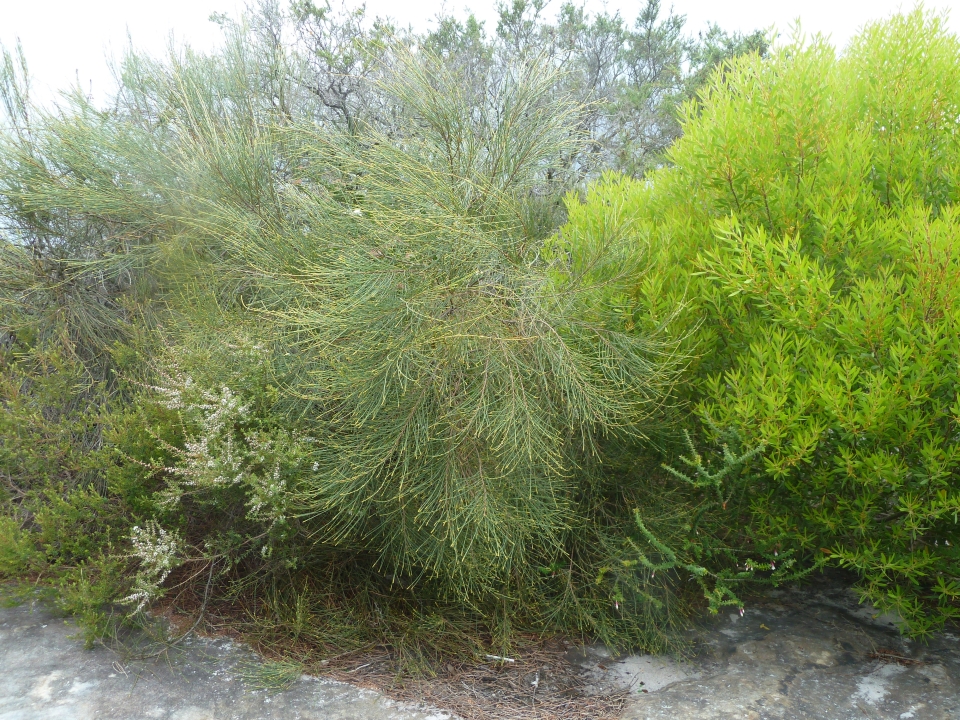 Diversity of species in the Western Bushand