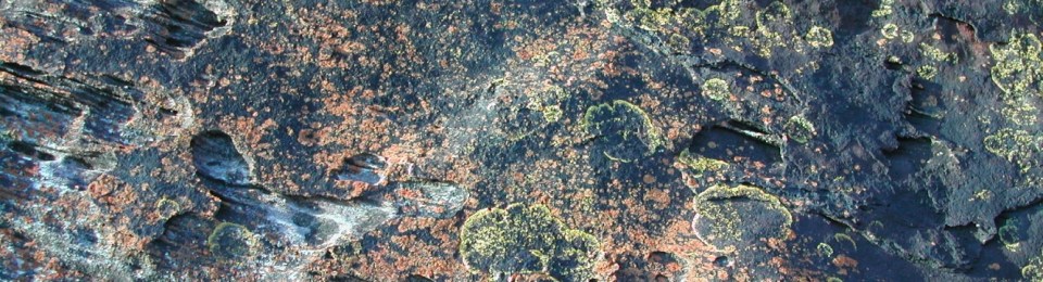 Lichen on rocks south shore coastline