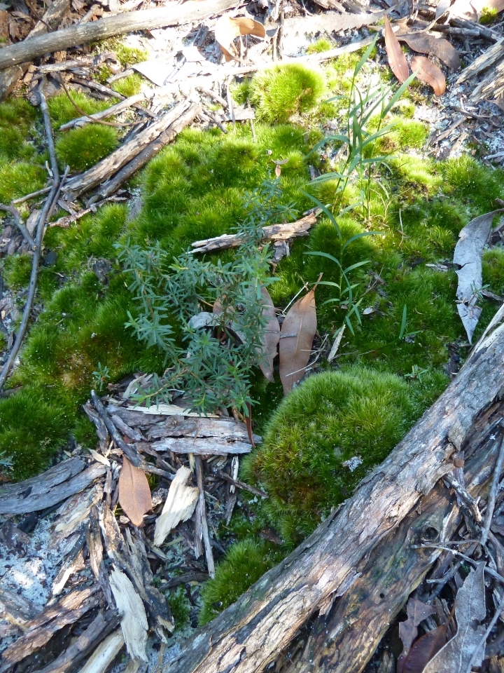 Forest floor southwest corner