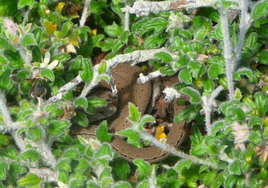 Southern Scaly Foot lizard, Pygopus lepidopodus