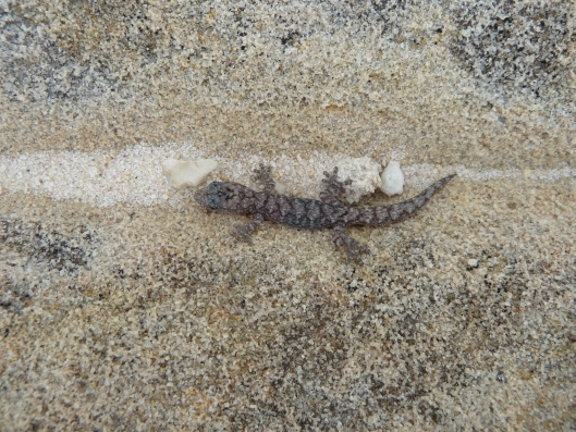 Juvenile Lesueur's Velvet Gecko