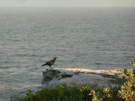 Australian Raven at Magic Point
