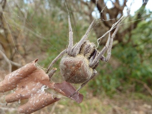 Garden Orb Weaver spider, Eriophora transmarina, seen in the Western Bushland