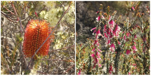 Banksia ericifolia and Epacris longiflora