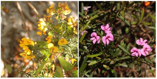 Dillwynia floribunda and Mirbelia rubiifolia